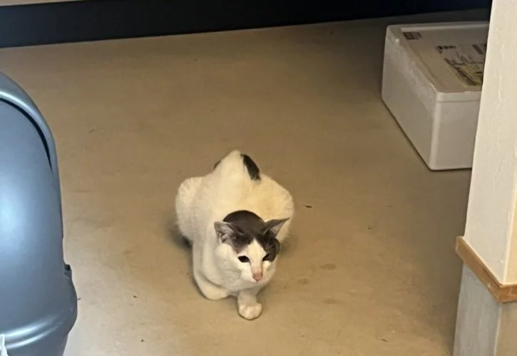 そんなことあるの！？　猫を保護する話