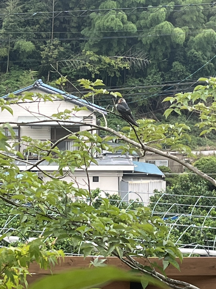 燕の季節