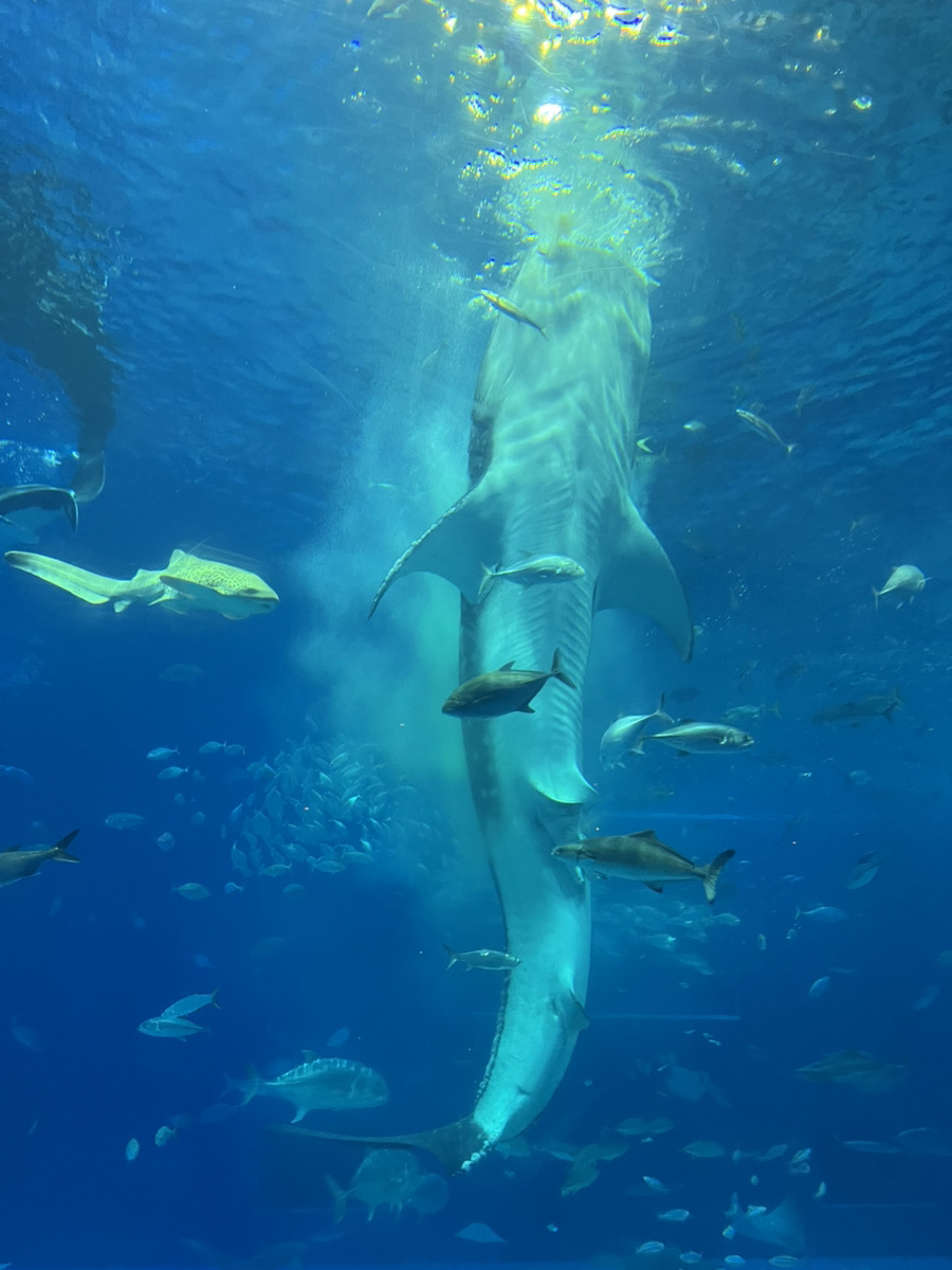 あけましておめでとうございます＆沖縄記事最終