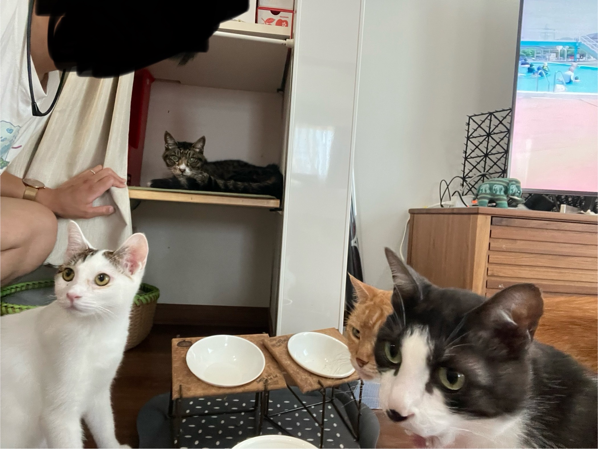 広島に帰って猫に会ってきました。
